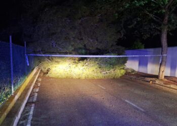 Imagen de un árbol caído esta pasada noche sobre una carretera en el municipio de Sant Josep