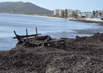 Una torre de vigilancia de Platja d'en Bossa ha volcado y ha quedado completamente sepultada por posidonia seca tras el temporal.