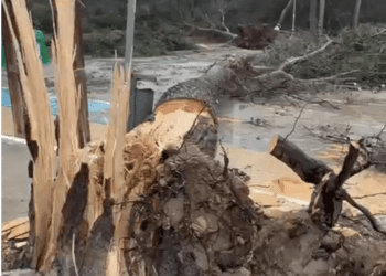 Uno de los enormes pinos que ha sido derribado por los temporales. Imagen P. N. Noudiari