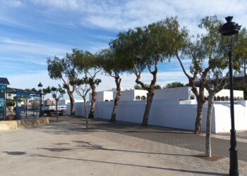 Árboles ya podados con el nuevo sistema.