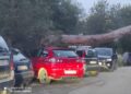 Imagen del árbol desplomado sobre varios vehículos en la zona de Siesta, Santa Eulària (Ibiza).