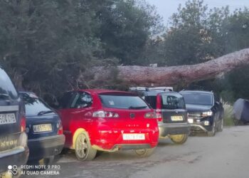 Imagen del árbol desplomado sobre varios vehículos en la zona de Siesta, Santa Eulària (Ibiza).