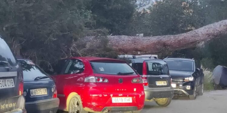 Imagen del árbol desplomado sobre varios vehículos en la zona de Siesta, Santa Eulària (Ibiza).