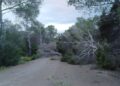 Un pino caído sobre la calzada en la isla de Ibiza durante la borrasca Ingrid.