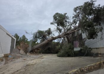 Un pino caído en Ibiza durante la borrasca Ingrid.