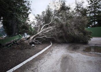 Árboles caídos sobre la carretera en el municipio de Sant Antoni.