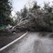Árboles caídos sobre la carretera en el municipio de Sant Antoni