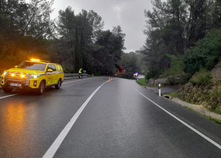 Árboles caídos en la carretera de Sant Rafel tras uno de los temporales de lluvia y viento.