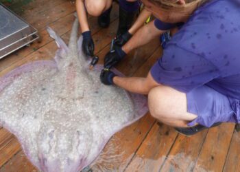 Un ejemplar de raya. Imagen: archivo Soldecocos