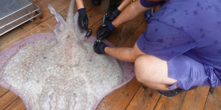 Un ejemplar de raya. Imagen: archivo Soldecocos