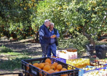 Naranjas de Can Marines cuyo destino fue Cruz Roja.