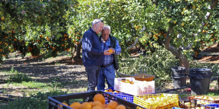 Naranjas de Can Marines cuyo destino fue Cruz Roja.