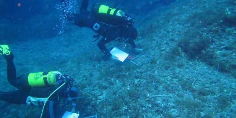 Los investigadores recogieron muestras entre 2014 y 2022, usando técnicas genéticas avanzadas. Foto: Xavier Turón / CEAB.
