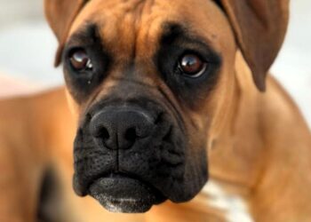 Likha, la perrita fallecida a dentelladas tras el ataque de dos perros de raza peligrosa en un camino vecinal del municipio ibicenco de Sant Josep