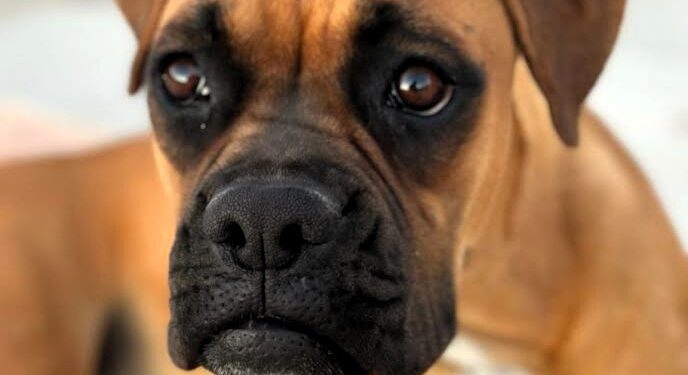 Likha, la perrita fallecida a dentelladas tras el ataque de dos perros de raza peligrosa en un camino vecinal del municipio ibicenco de Sant Josep