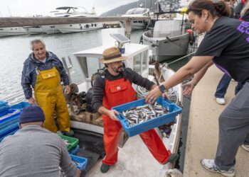 En la imagen, un barco de pesca descarga cajas de 'gerret' en el puerto de Santa Eulària, Ibiza.