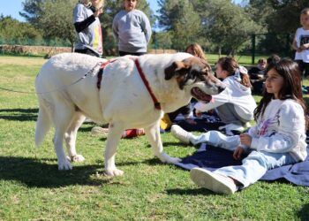 La perra Gala, maestra en el taller de la Fundació Gossos de Ibiza, donde vive y sigue en adopción. Foto: Ayto. Sant Antoni