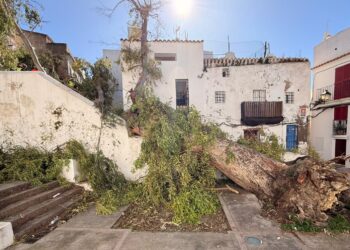 Árbol caído en la plaza Sant Pere, en sa Penya, que bloquea una vivienda. Foto: Ayto Ibiza
