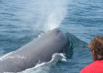 Un cachalote se asoma a una de las embarcaciones del grupo CIRCE en el Mediterráneo. Imágenes tomadas y cedidas por CIRCE / circe.info