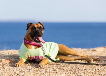 Los animales PPP se abalanzaron sobre Likha y la atacaron hasta causarle la muerte. Foto cedida a Noudiari.es