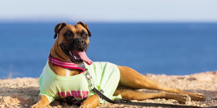 Los animales PPP se abalanzaron sobre Likha y la atacaron hasta causarle la muerte. Foto cedida a Noudiari.es