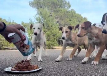 Imagen enviada por el Pacma a los medios de comunicación de los perros abandonados de @ibizasinfiltro , una cuenta que ha publicado un vídeo denunciando el tema.