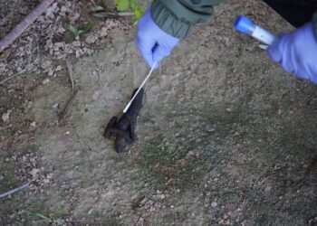 Tomando muestras de caca de perro en Santa Eulària.
