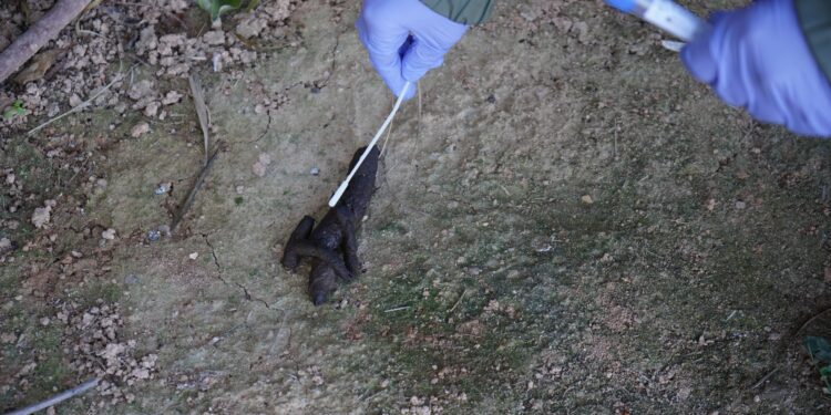 Tomando muestras de caca de perro en Santa Eulària.