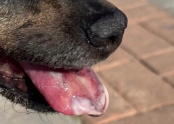 Un perro con graves lesiones en la lengua provocadas por la procesionaria del pino en una imagen cedida por la Clínica Veterinaria San Jorge