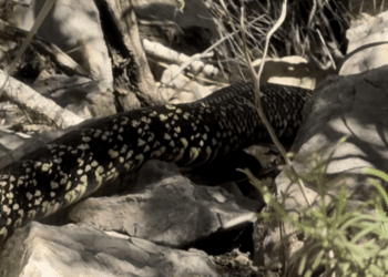 Captura del vídeo que ha provocado la movilización de los voluntarios para tratar de cazar a la serpiente avistada en Sa Pedrera de Cala d'Hort. Imagen cedida por D.G del vídeo de Ibiza sin filtro @ibizasinfiltro