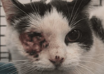 Rosita, con la herida del tumor del ojo pixelada.