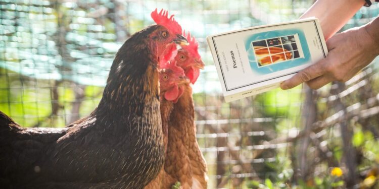 Detalle del cartel de Toni Planells donde unas gallinas se muestran interesadas por la obra de Emily Dickinson.