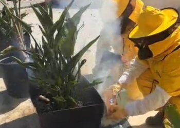 Los Bomberos del Parque Insular de Ibiza son especialistas en manejo de enjambres. Foto cedida a Noudiari.es por R. Viñals