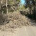 Imagen de uno de los árboles derribados por los temporales de viento en Ibiza