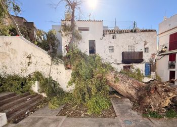 Árbol derribado en Sa Penya el 12 de febrero, uno de los más duros por los vientos de las sucesivas borrascas. Foto Ayto. Ibiza