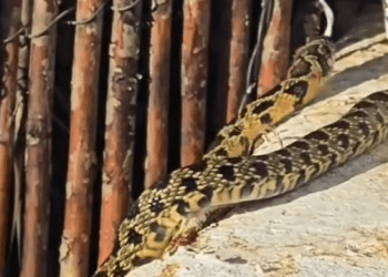 Serpiente en una vivienda de Sant Jordi este lunes. Imagen cedida a Noudiari.es por Raquel Herrera.