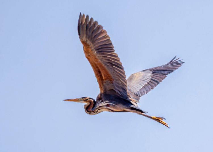 Una garza imperial sobrevuela el Parque Natural de ses Salines, en esta imagen de Paco Natera.