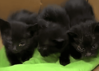 Imagen de los gatos abandonados difunda por la Policía Local de Sant Josep