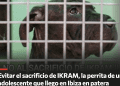 Imagen de la campaña de Change.org. para la perrita Ikram.