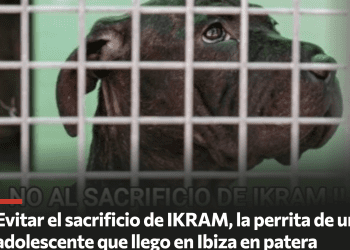 Imagen de la campaña de Change.org. para la perrita Ikram.