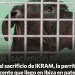 Imagen de la campaña de Change.org. para la perrita Ikram.