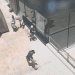 Ladrones huyendo tras un robo, en una imagen facilitada por la Policía Nacional.