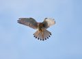 Un cernícalo en pleno vuelo. Foto: Andreas Trepte (CC).