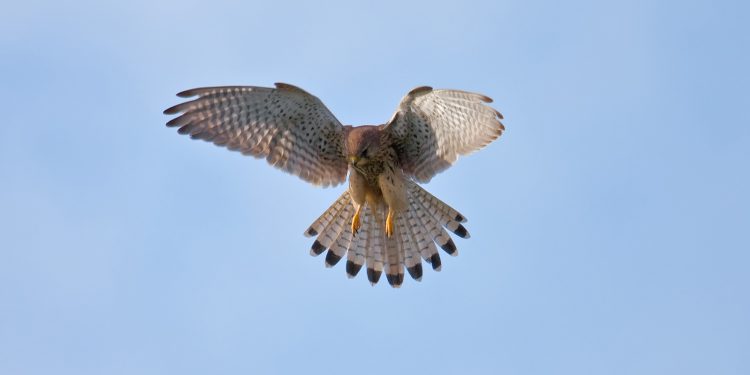 Un cernícalo en pleno vuelo. Foto: Andreas Trepte (CC).