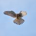 Un cernícalo en pleno vuelo. Foto: Andreas Trepte (CC).