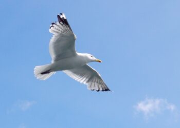 Imagen general de una gaviota común. Foto: DionArt
