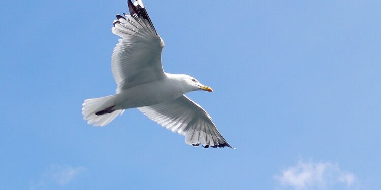 Imagen general de una gaviota común. Foto: DionArt