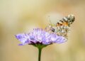 Una vanesa de los cardos posada en una flor. Fotografía de Xavier Mas Ferrà