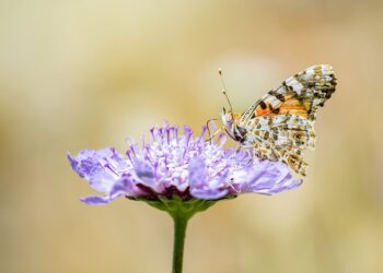 Una vanesa de los cardos posada en una flor. Fotografía de Xavier Mas Ferrà