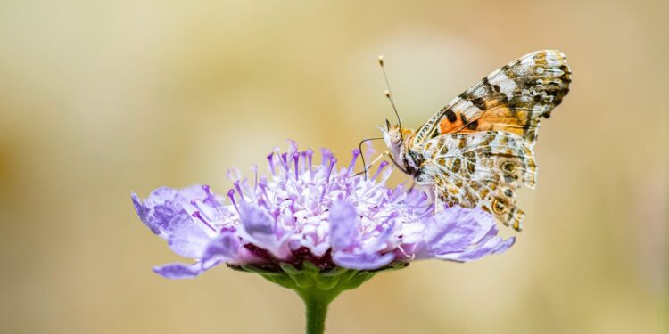 Una vanesa de los cardos posada en una flor. Fotografía de Xavier Mas Ferrà